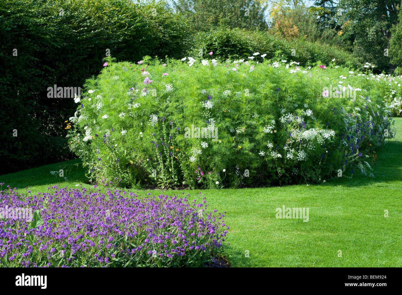 Verbenum au premier plan et Ammi majus et Cosmos bipinnatus dans l'arrière-plan Banque D'Images