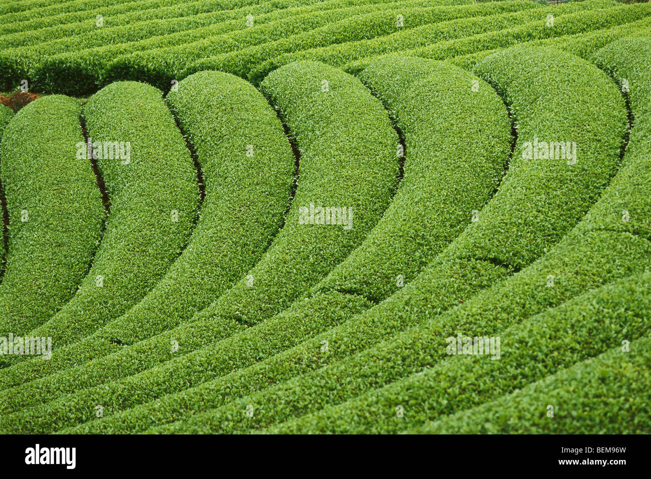 La plantation de thé, Japon Banque D'Images