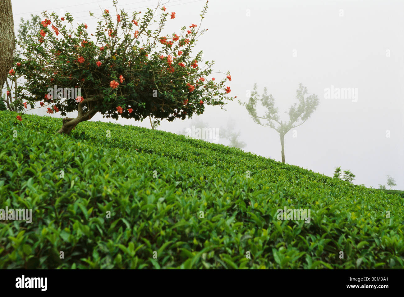 La plantation de thé dans de la brume, Darjeeling, Inde Banque D'Images