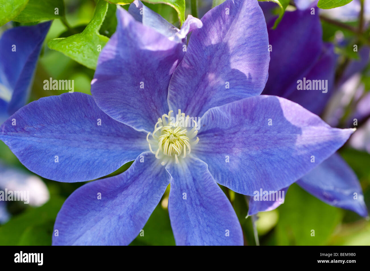 Clematis DIANA'S DELIGHT Banque D'Images