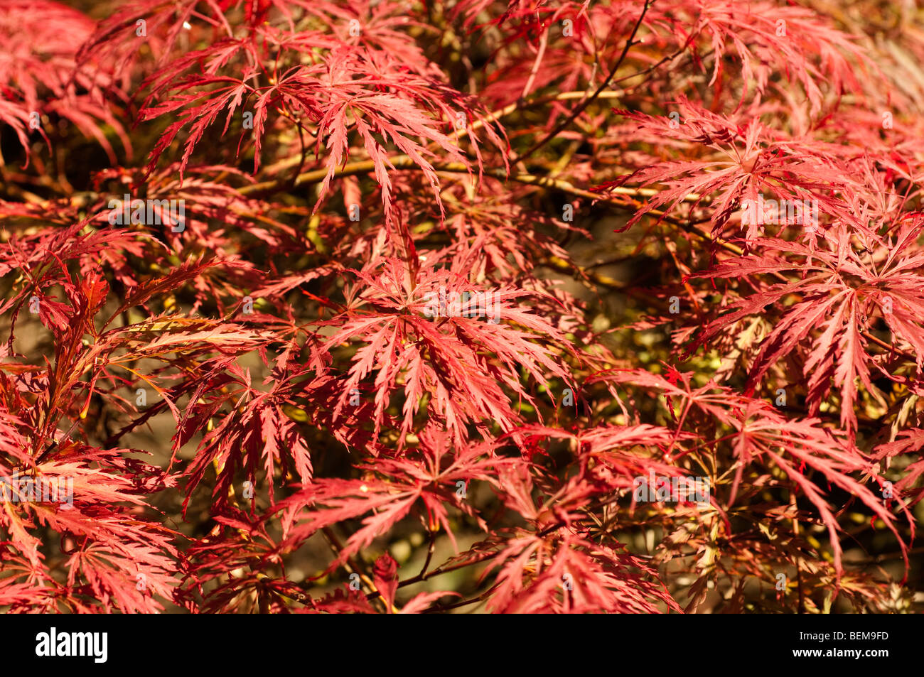 Acer palmatum var. dissectum Dissectum Atropurpureum Group Banque D'Images