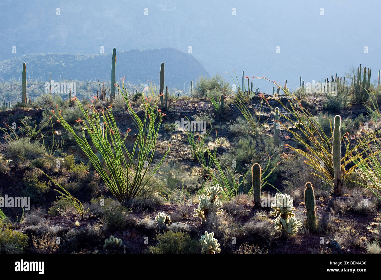 Cactus dans le désert de Sonora, orgue Pipe Cactus National Monument, Arizona, en Amérique du Nord, Etats-Unis Banque D'Images