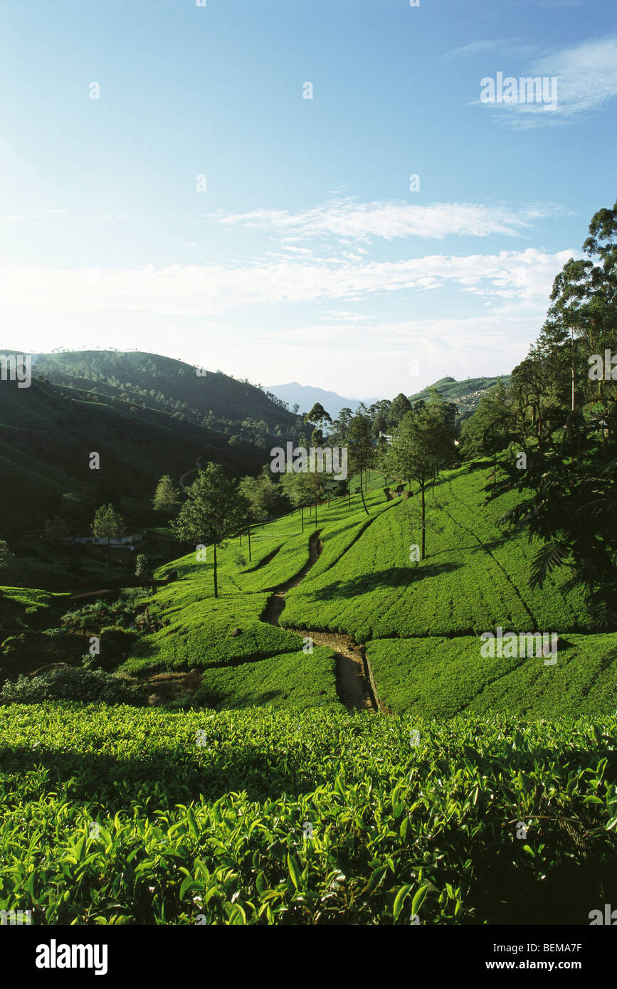 La plantation de thé sur colline, Sri Lanka Banque D'Images