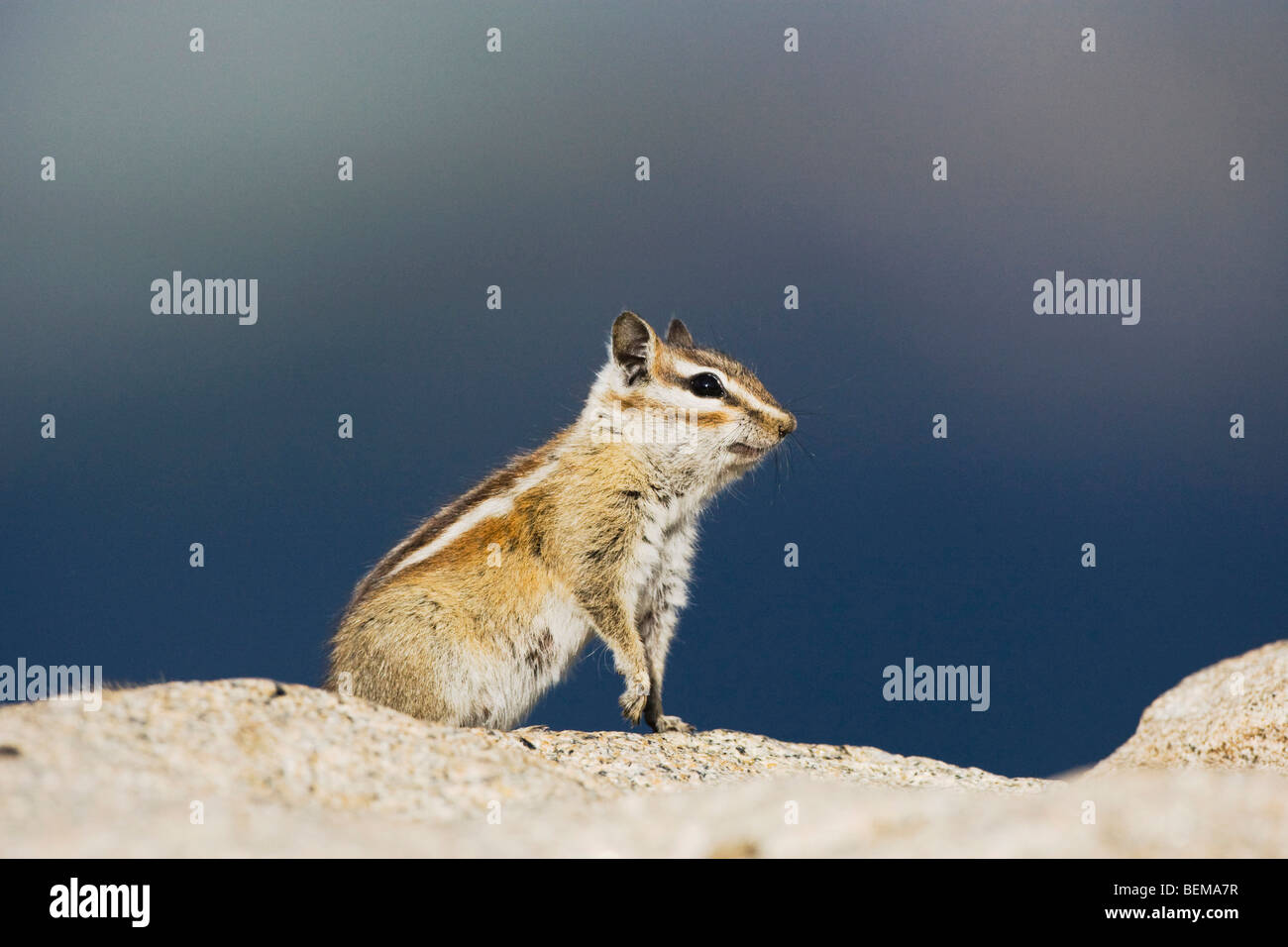 Le Tamia rayé (Tamias Uinta umbrinus), adulte, Rocky Mountain National Park, Colorado, USA Banque D'Images