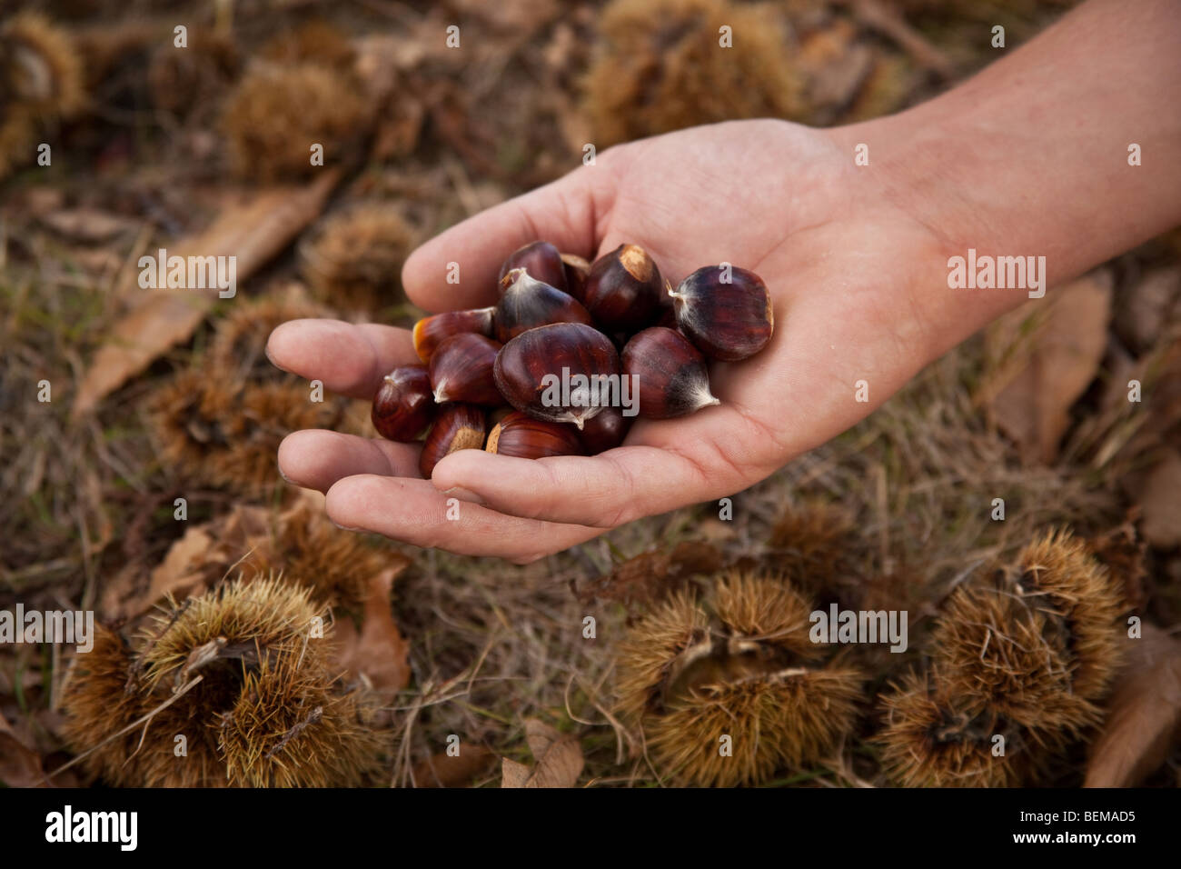 La collecte de châtaignes Wanstead Park, Londres, Angleterre. Banque D'Images