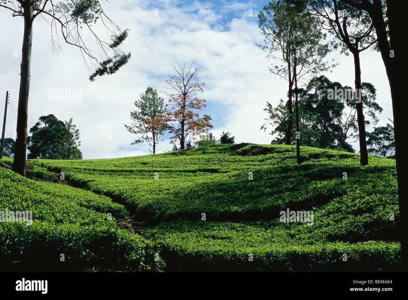 La plantation de thé, Sri Lanka Banque D'Images