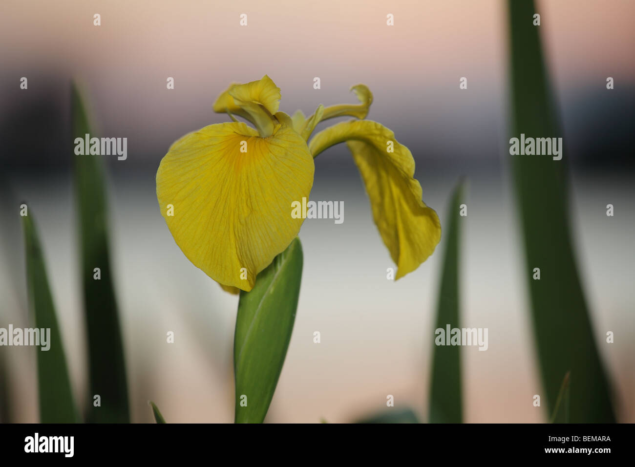 Drapeau jaune Iris pseudacorus Iris Banque D'Images