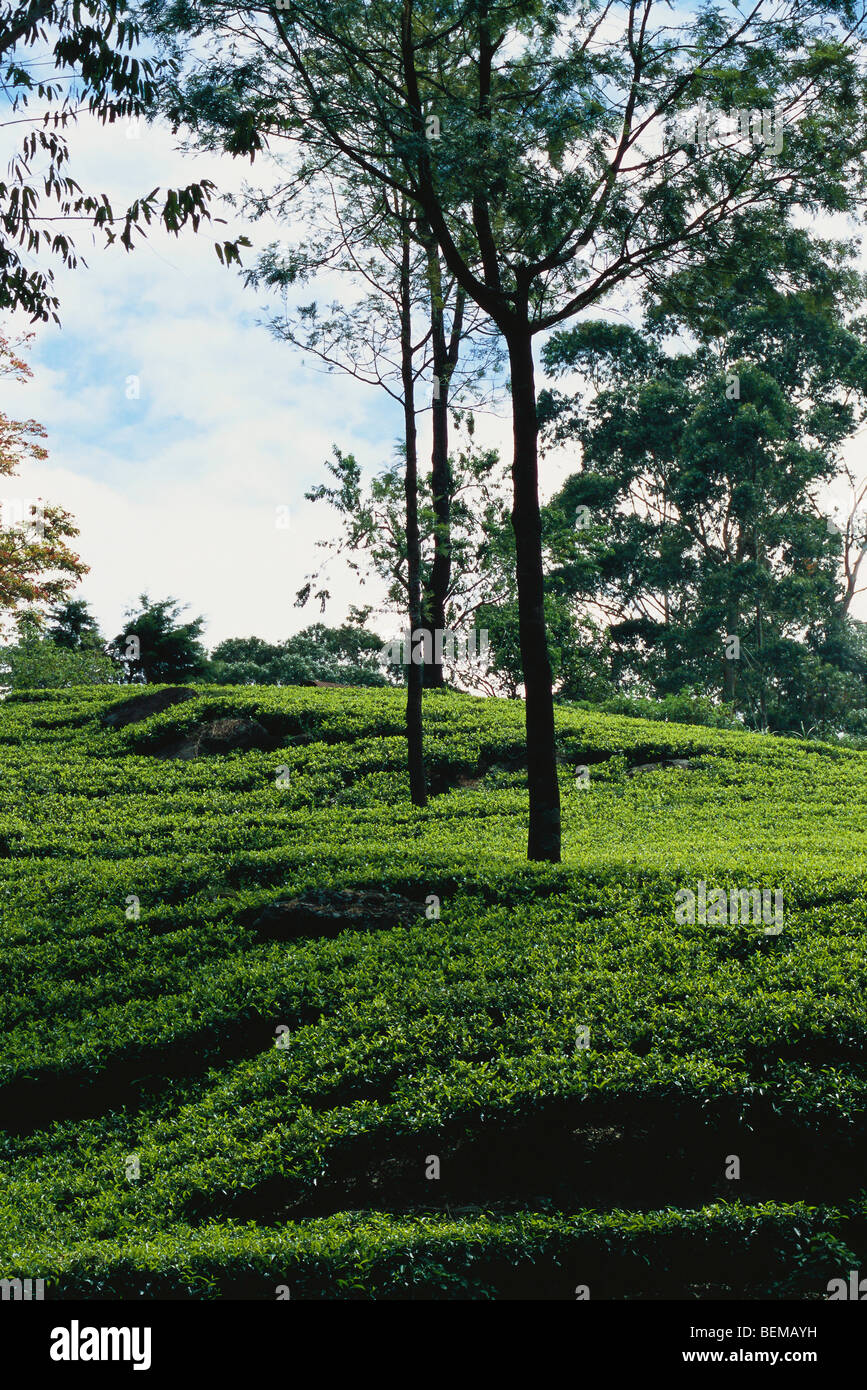 La plantation de thé, Sri Lanka Banque D'Images