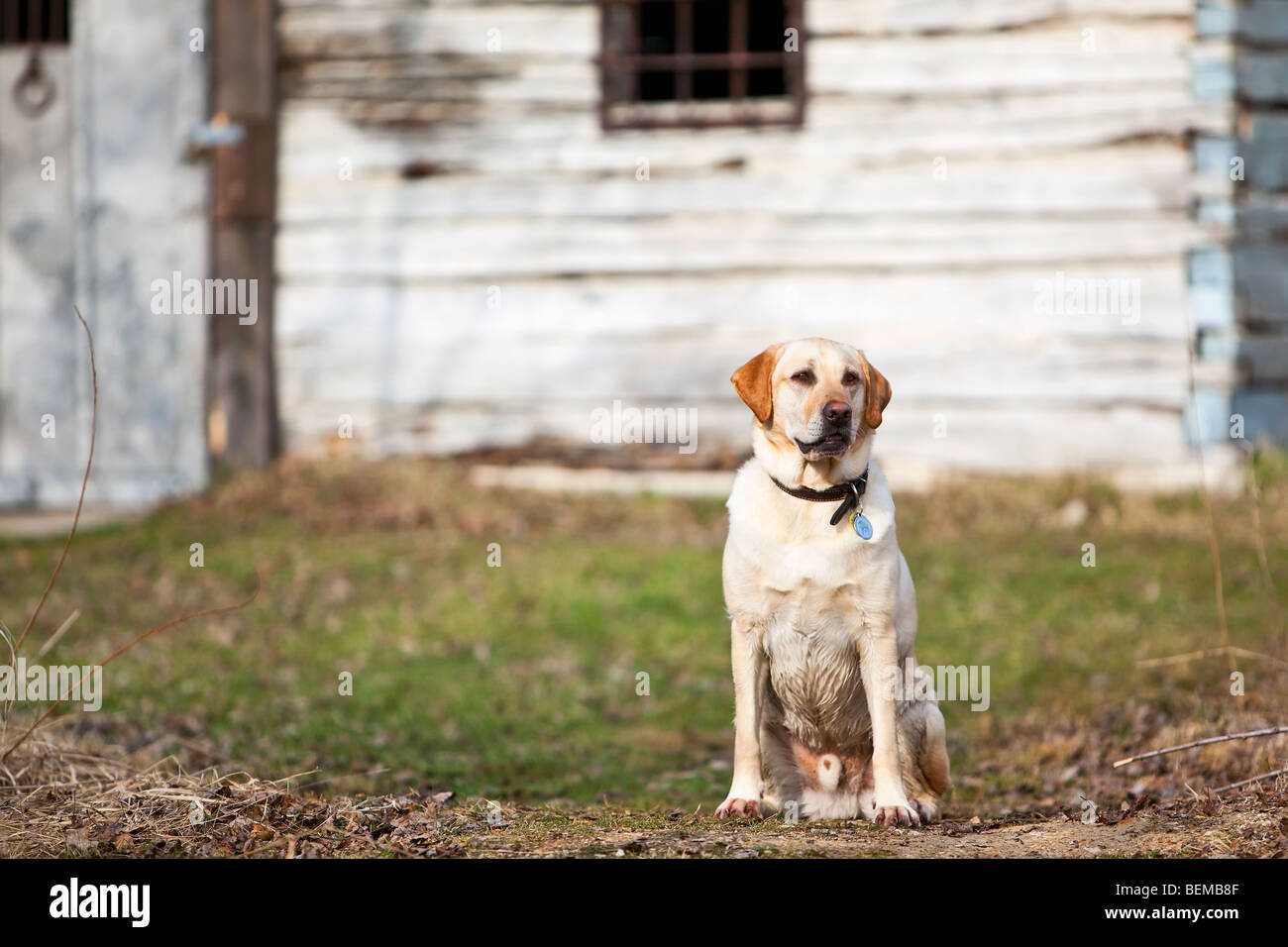 Jeune mâle Labrador Retriever jaune assis en face d'une dépression froide grange, Manitoba, Canada. Banque D'Images