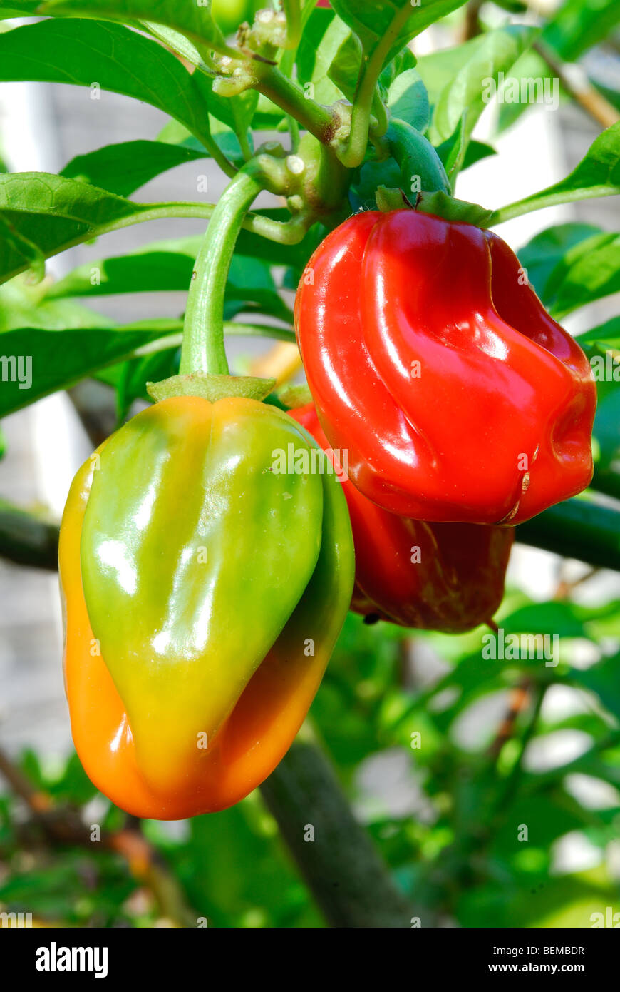 Piment Habanero (Capsicum chinense) croissant Banque D'Images