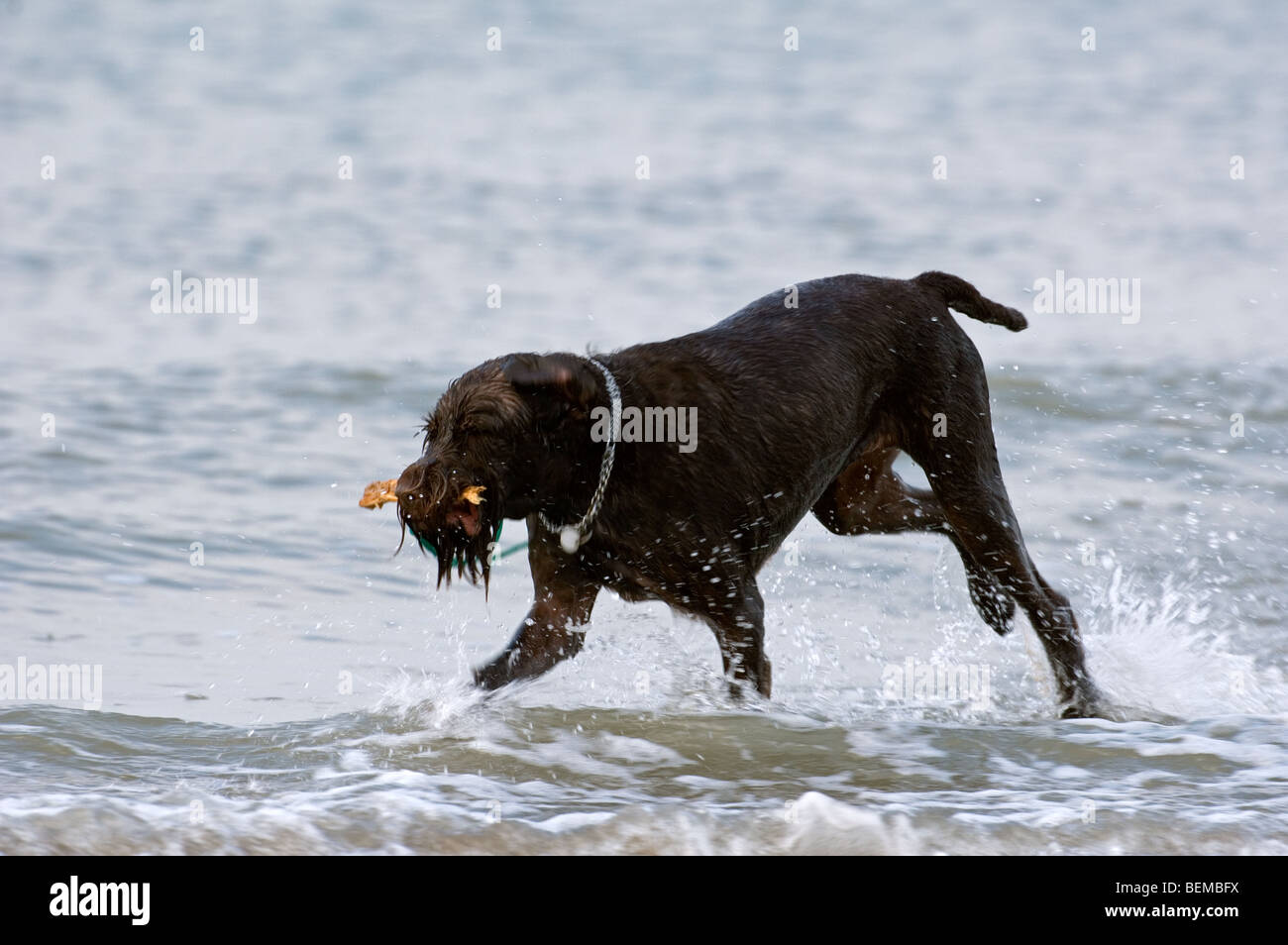 Braque Allemand (Canis lupus familiaris) jouer et courir avec stick dans l'eau le long de la côte de la mer du Nord Banque D'Images