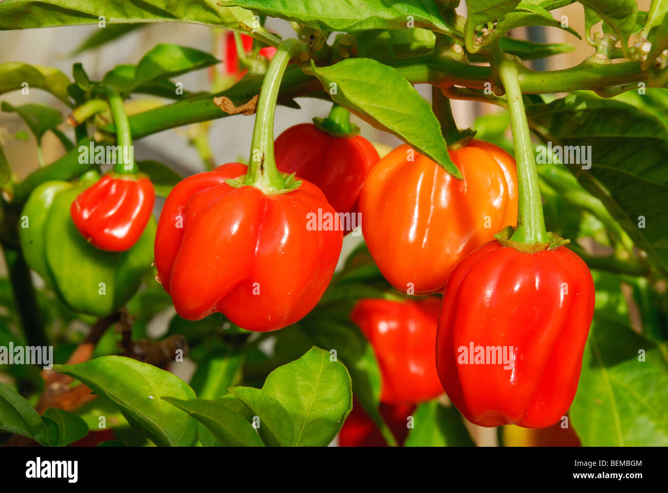 Piment Habanero (Capsicum chinense) en pleine croissance. UK. Banque D'Images