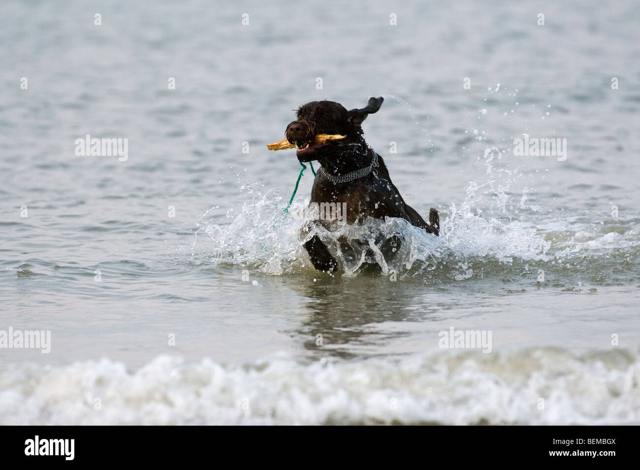 Braque Allemand (Canis lupus familiaris) jouer et courir avec stick dans l'eau le long de la côte de la mer du Nord Banque D'Images