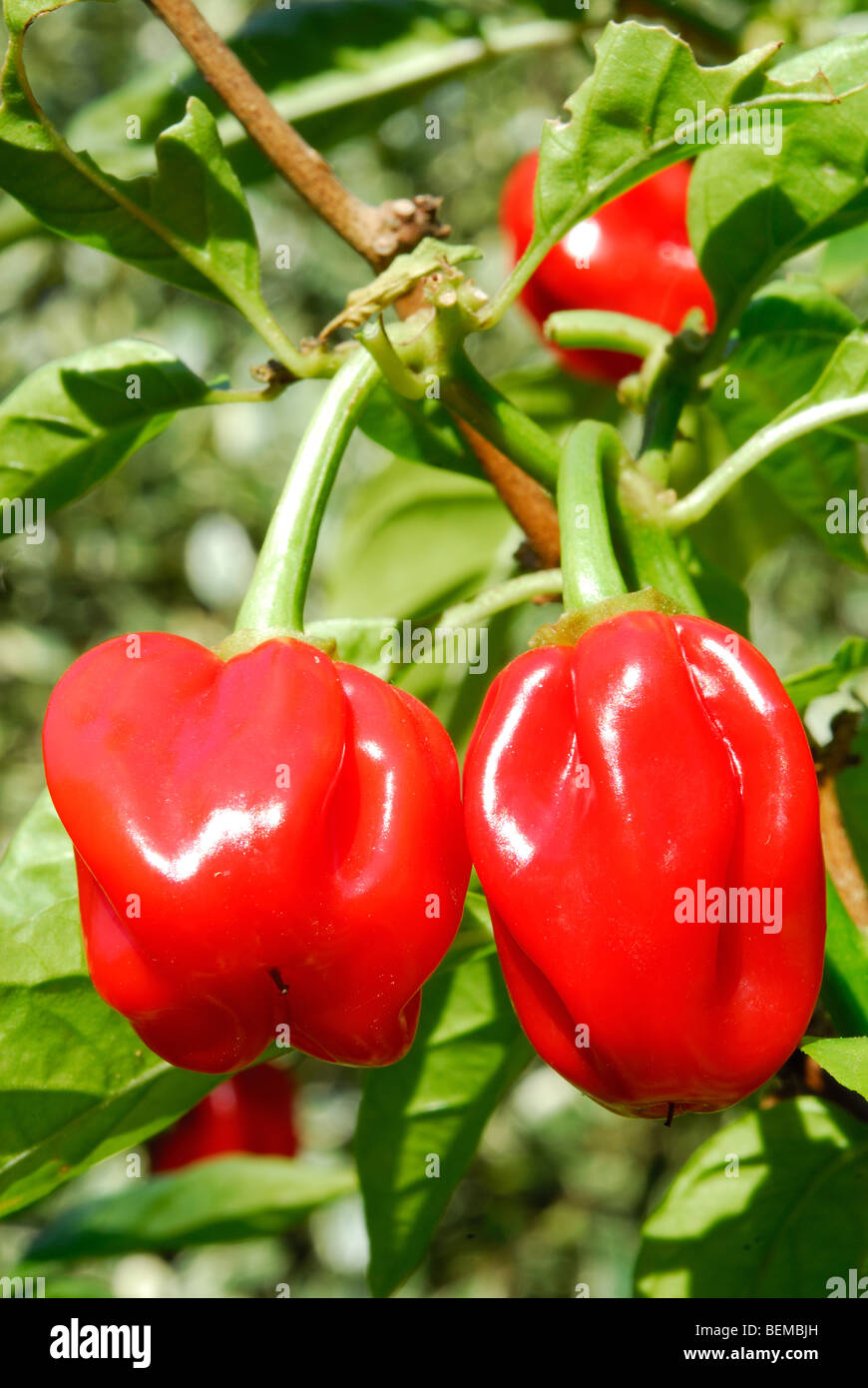 Piments Habanero très chaude (Capsicum chinense) croissant dans un jardin. Banque D'Images