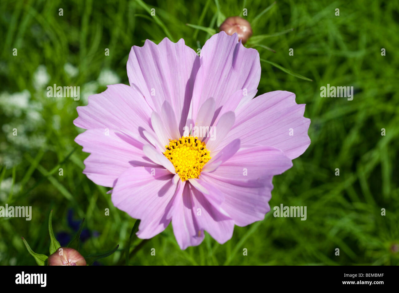 Cosmos bipinnatus et Ammi majus Banque D'Images