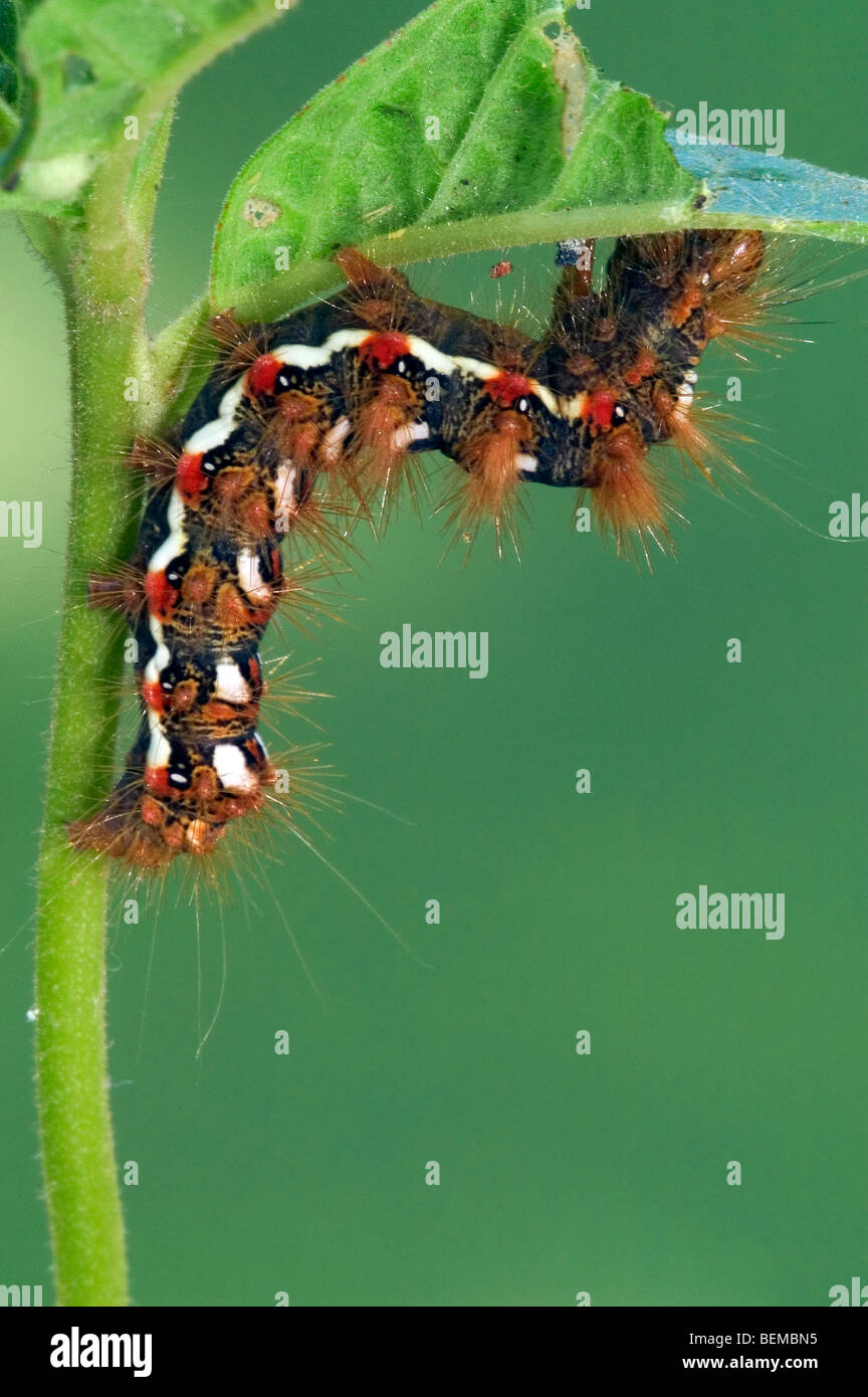Larve de Caterpillar-Nœud papillon herbe (Acronicta rumicis / Apatale) se nourrissent de feuilles, la Brenne, France Banque D'Images