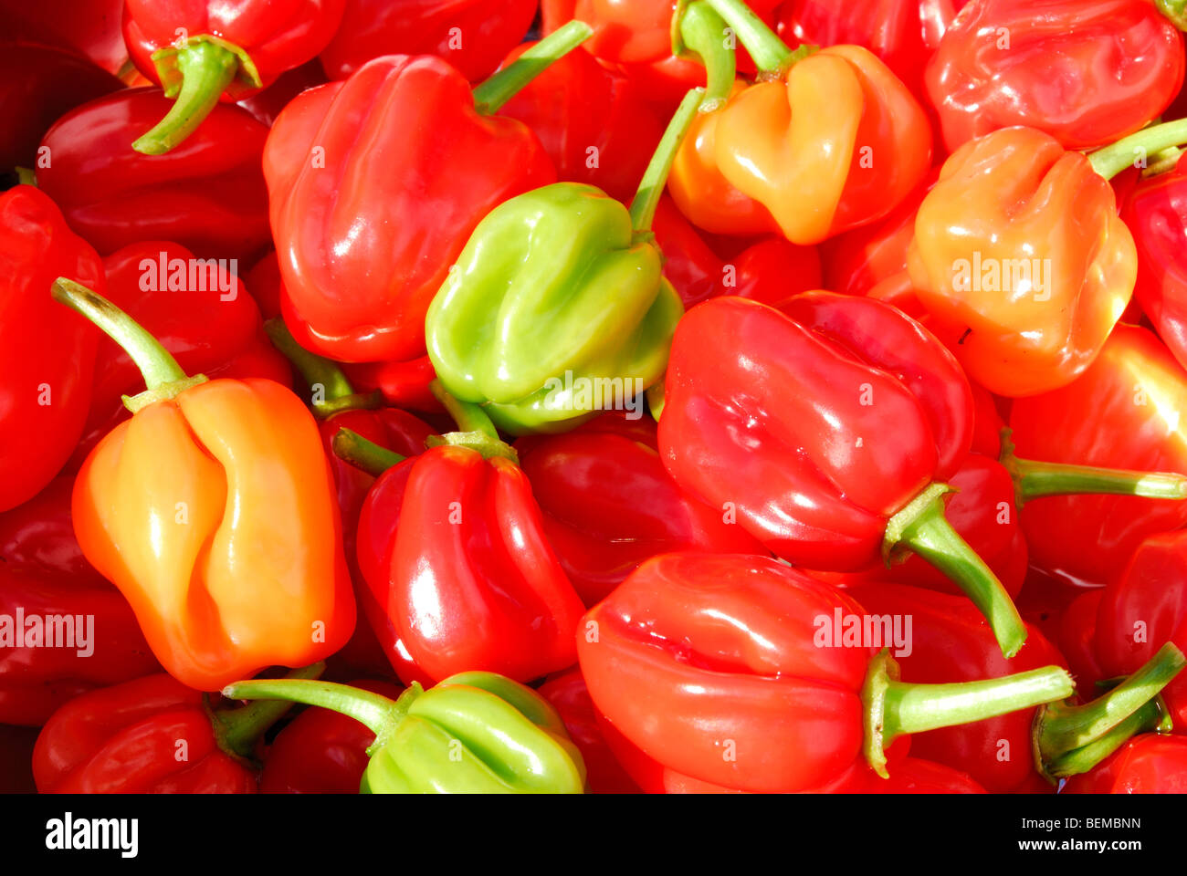 Piments Habanero colorés (Capsicum chinense). Banque D'Images