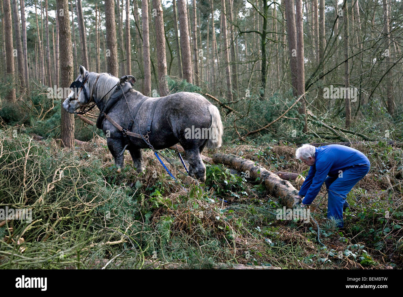 Tronc d'arbre forestier faisant glisser / Se connecter à partir de la forêt avec des chevaux de trait belge Brabant / cheval lourd (Equus caballus), Belgique Banque D'Images