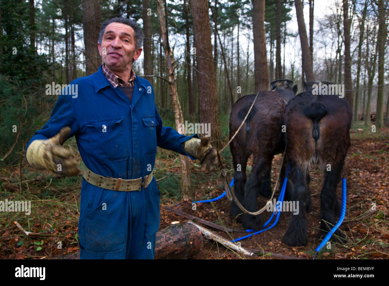 Tronc d'arbre forestier faisant glisser / Se connecter à partir de la forêt avec des chevaux de trait belge Brabant / cheval lourd (Equus caballus), Belgique Banque D'Images