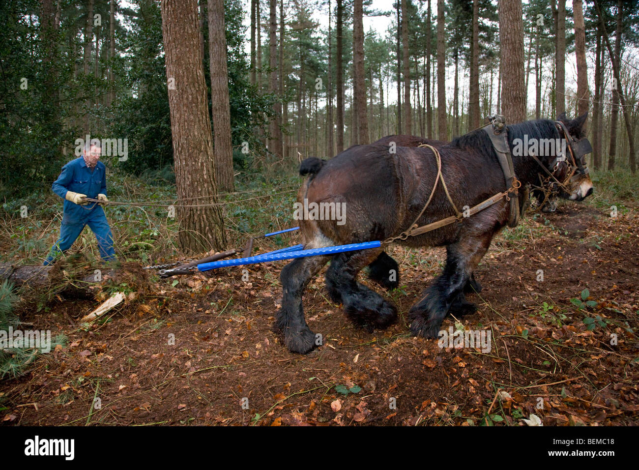 Tronc d'arbre forestier faisant glisser / Se connecter à partir de la forêt avec des chevaux de trait belge Brabant / cheval lourd (Equus caballus), Belgique Banque D'Images