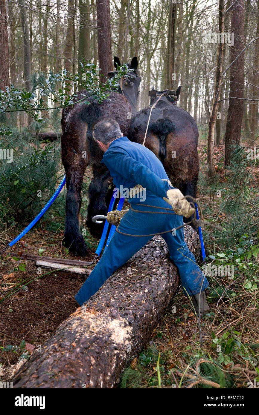 Tronc d'arbre forestier faisant glisser / Se connecter à partir de la forêt avec des chevaux de trait belge Brabant / cheval lourd (Equus caballus), Belgique Banque D'Images