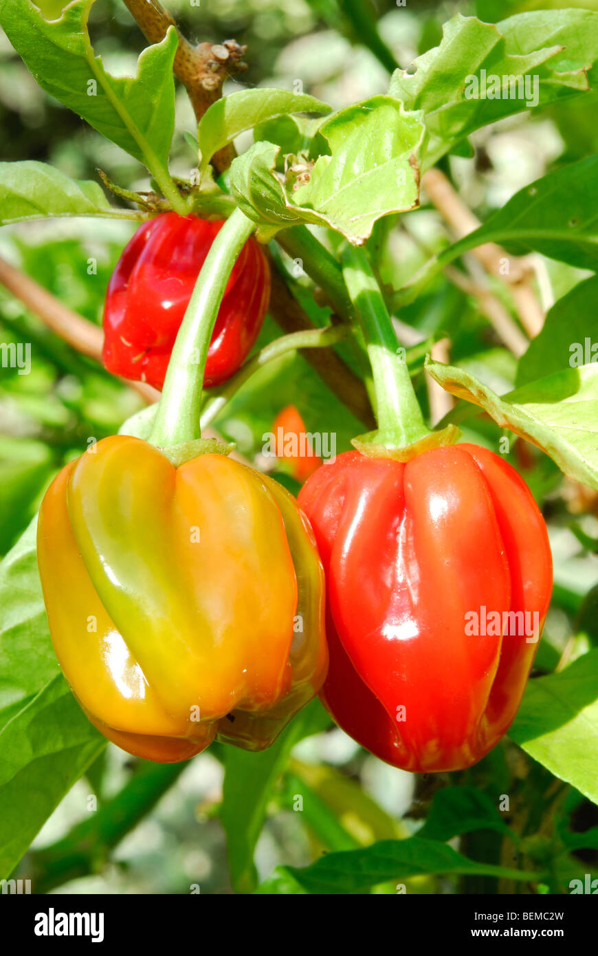 Piment Habanero (Capsicum chinense) croissant en UK Banque D'Images