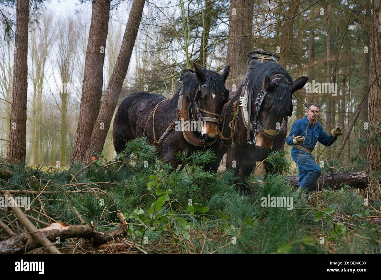 Tronc d'arbre forestier faisant glisser / Se connecter à partir de la forêt avec des chevaux de trait belge Brabant / cheval lourd (Equus caballus), Belgique Banque D'Images