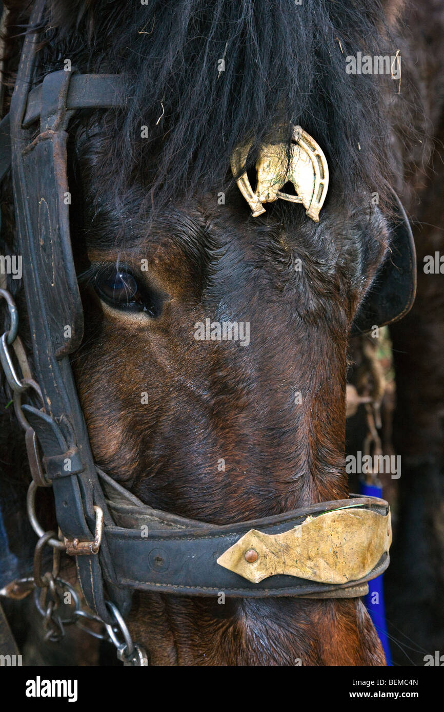 Close up of projet de cheval (Equus caballus), Belgique Banque D'Images