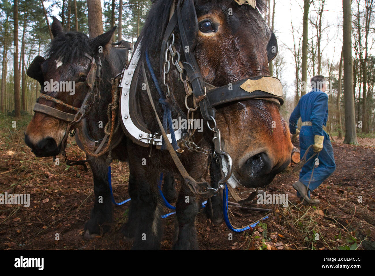 Tronc d'arbre forestier faisant glisser / Se connecter à partir de la forêt avec des chevaux de trait belge Brabant / cheval lourd (Equus caballus), Belgique Banque D'Images