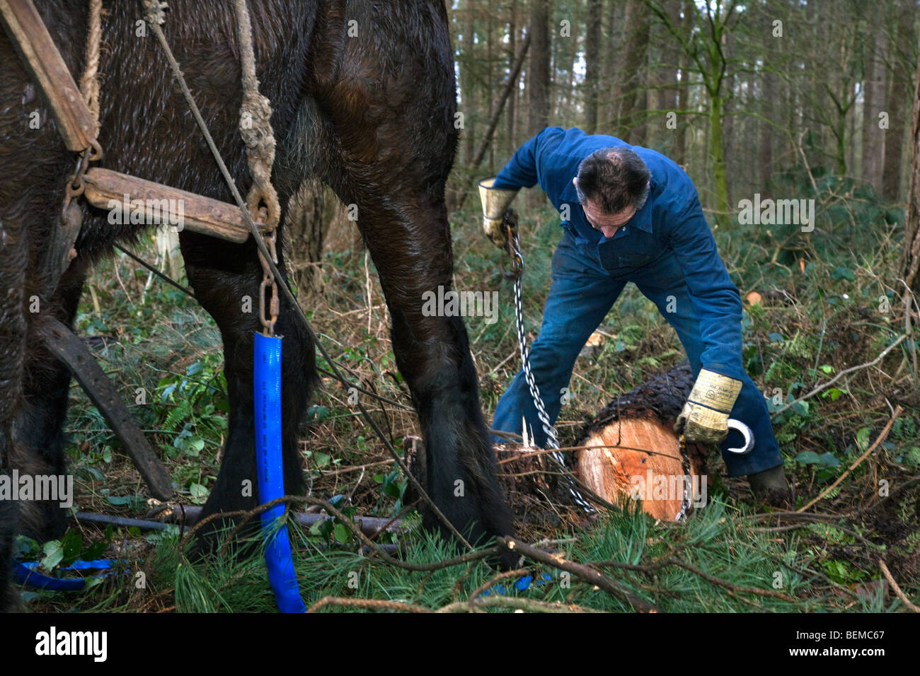 Tronc d'arbre forestier faisant glisser / Se connecter à partir de la forêt avec des chevaux de trait belge Brabant / cheval lourd (Equus caballus), Belgique Banque D'Images
