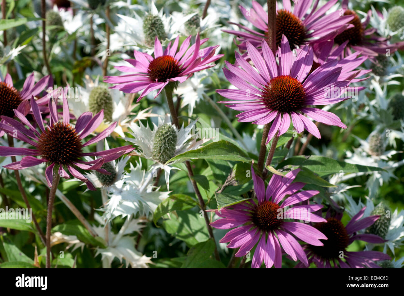 Echinacea purpurea et RUBINGLOW Eryngium giganteum SILVER GHOST Banque D'Images