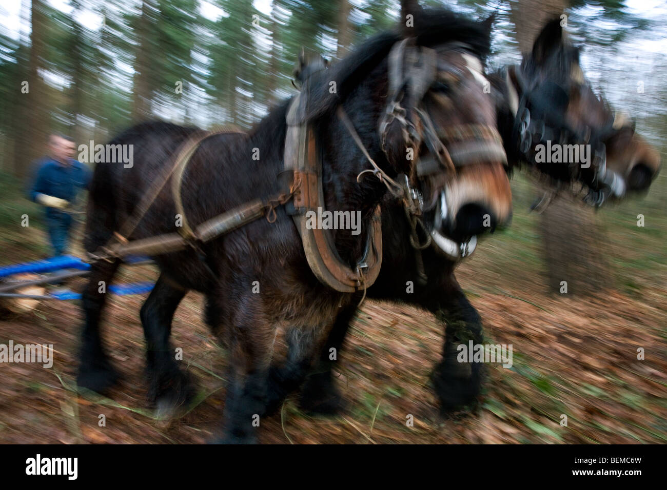 Tronc d'arbre forestier faisant glisser / Se connecter à partir de la forêt avec des chevaux de trait belge Brabant / cheval lourd (Equus caballus), Belgique Banque D'Images