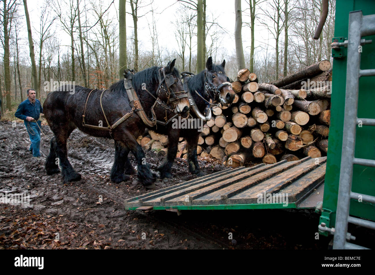 En faisant glisser les forestiers de troncs de forêt avec des chevaux de trait (Equus caballus), Belgique Banque D'Images