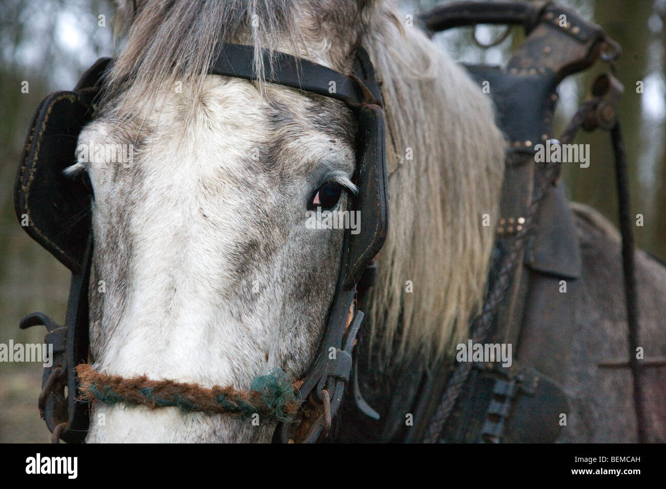 Close up of projet de cheval (Equus caballus) avec faisceau, Belgique Banque D'Images