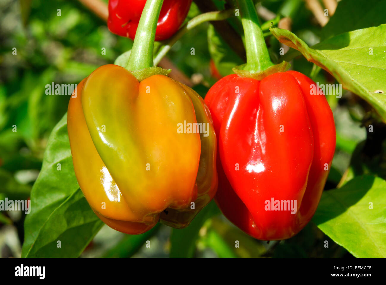 Piment Habanero (Capsicum chinense) croissant sur plante en UK Banque D'Images