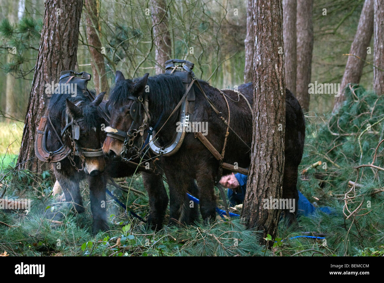 Tronc d'arbre forestier faisant glisser / Se connecter à partir de la forêt avec des chevaux de trait belge Brabant / cheval lourd (Equus caballus), Belgique Banque D'Images