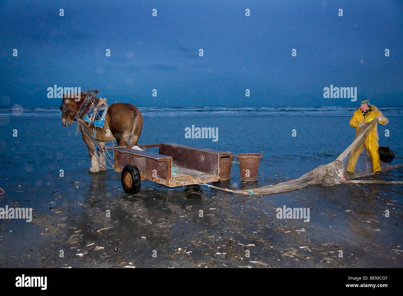 Shrimper et projet de cheval (Equus caballus) avec la pêche des crevettes filet le long de la côte de la mer du Nord, Oostduinkerke, Belgique Banque D'Images