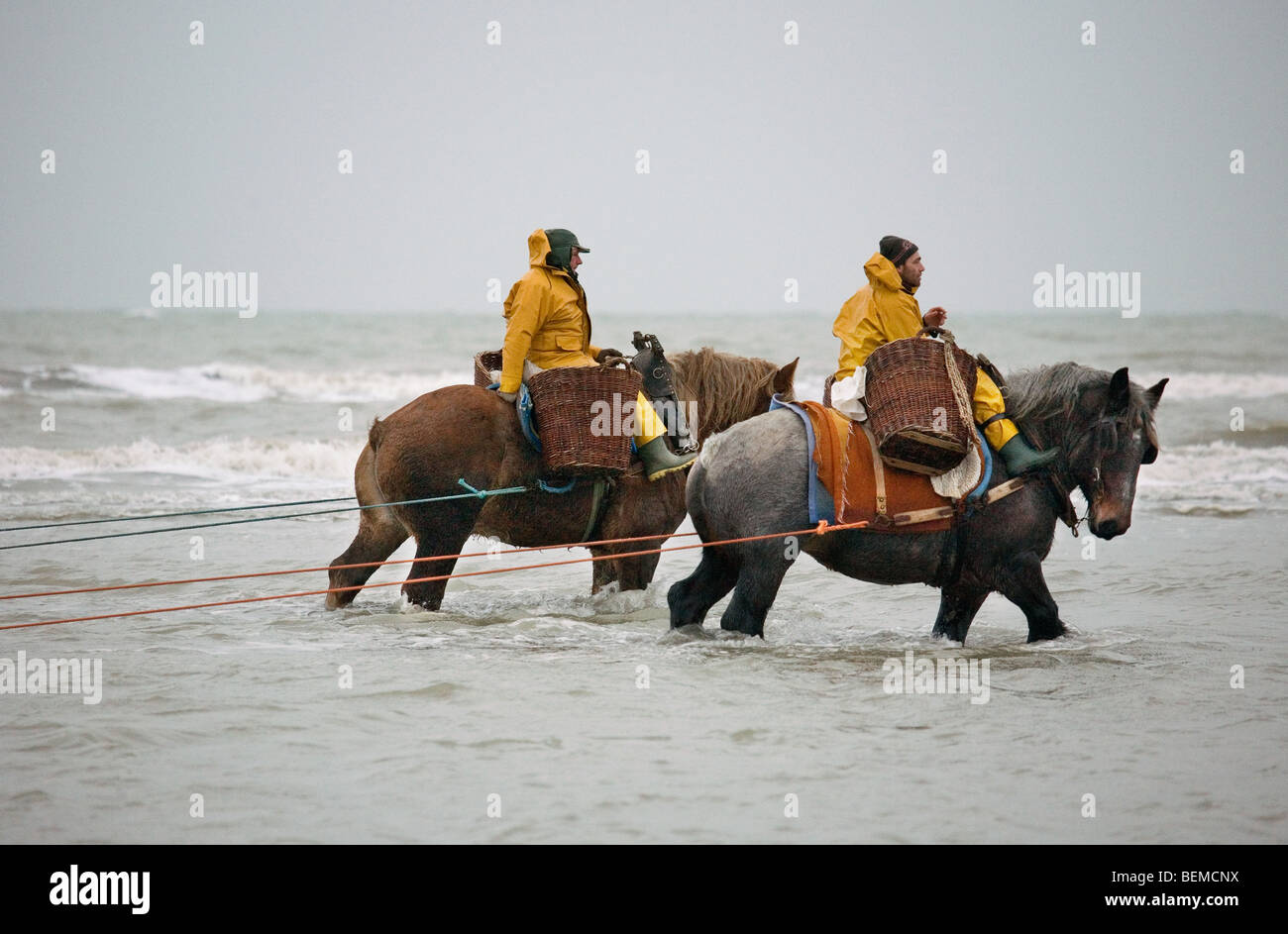 Les crevettiers et chevaux de trait avec la pêche des crevettes filet le long de la côte de la mer du Nord, Oostduinkerke, Belgique Banque D'Images