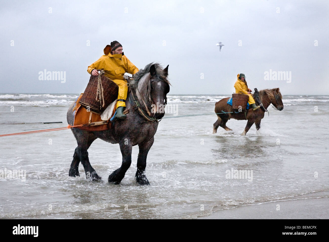 Les crevettiers et chevaux de trait avec la pêche des crevettes filet le long de la côte de la mer du Nord, Oostduinkerke, Belgique Banque D'Images