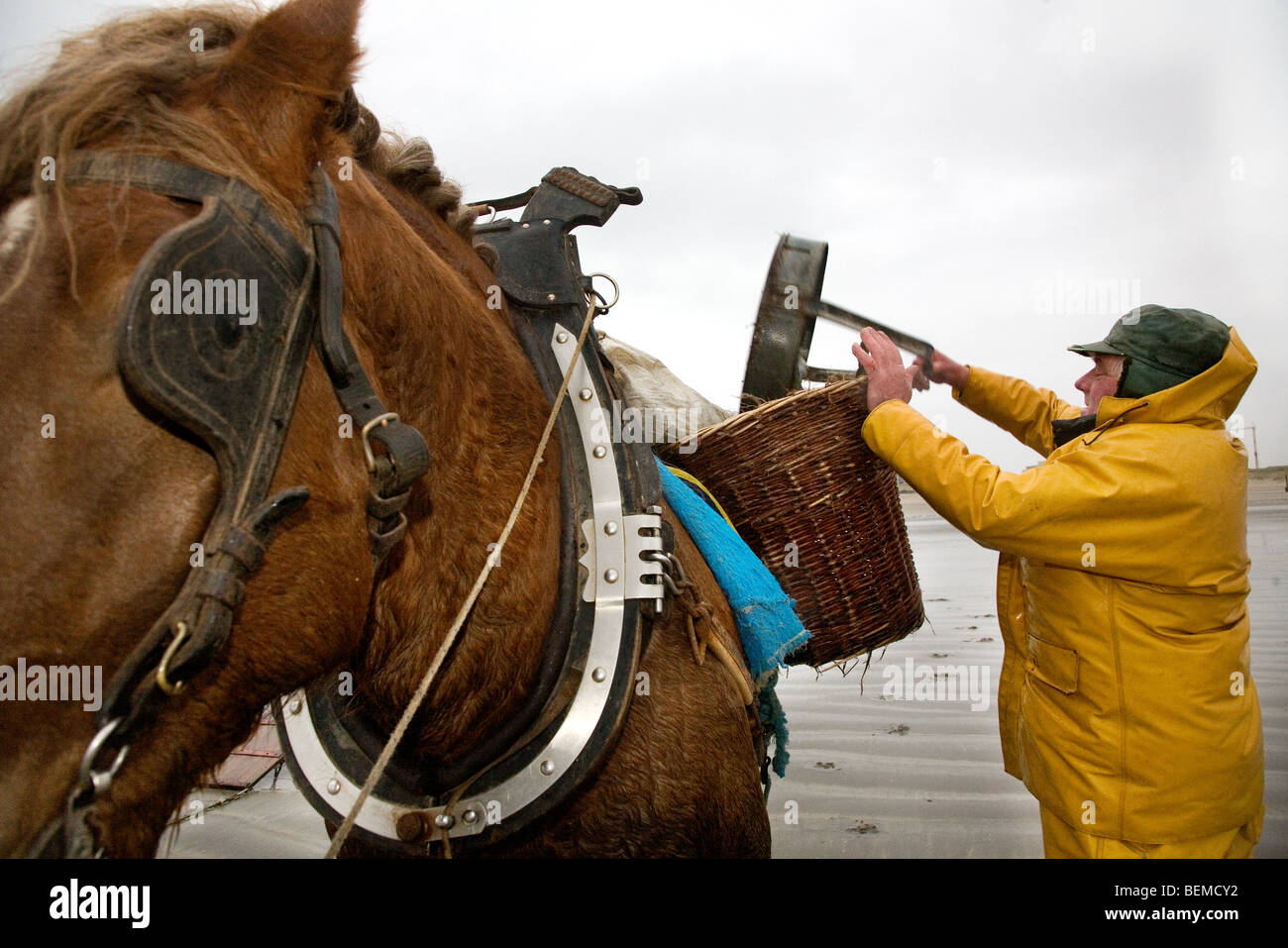 Shrimper et projet de cheval (Equus caballus) avec la pêche des crevettes filet le long de la côte de la mer du Nord, Oostduinkerke, Belgique Banque D'Images