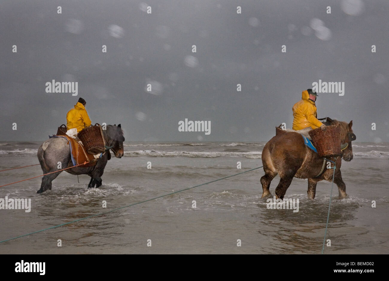 Les crevettiers et chevaux de trait avec la pêche des crevettes filet le long de la côte de la mer du Nord, Oostduinkerke, Belgique Banque D'Images