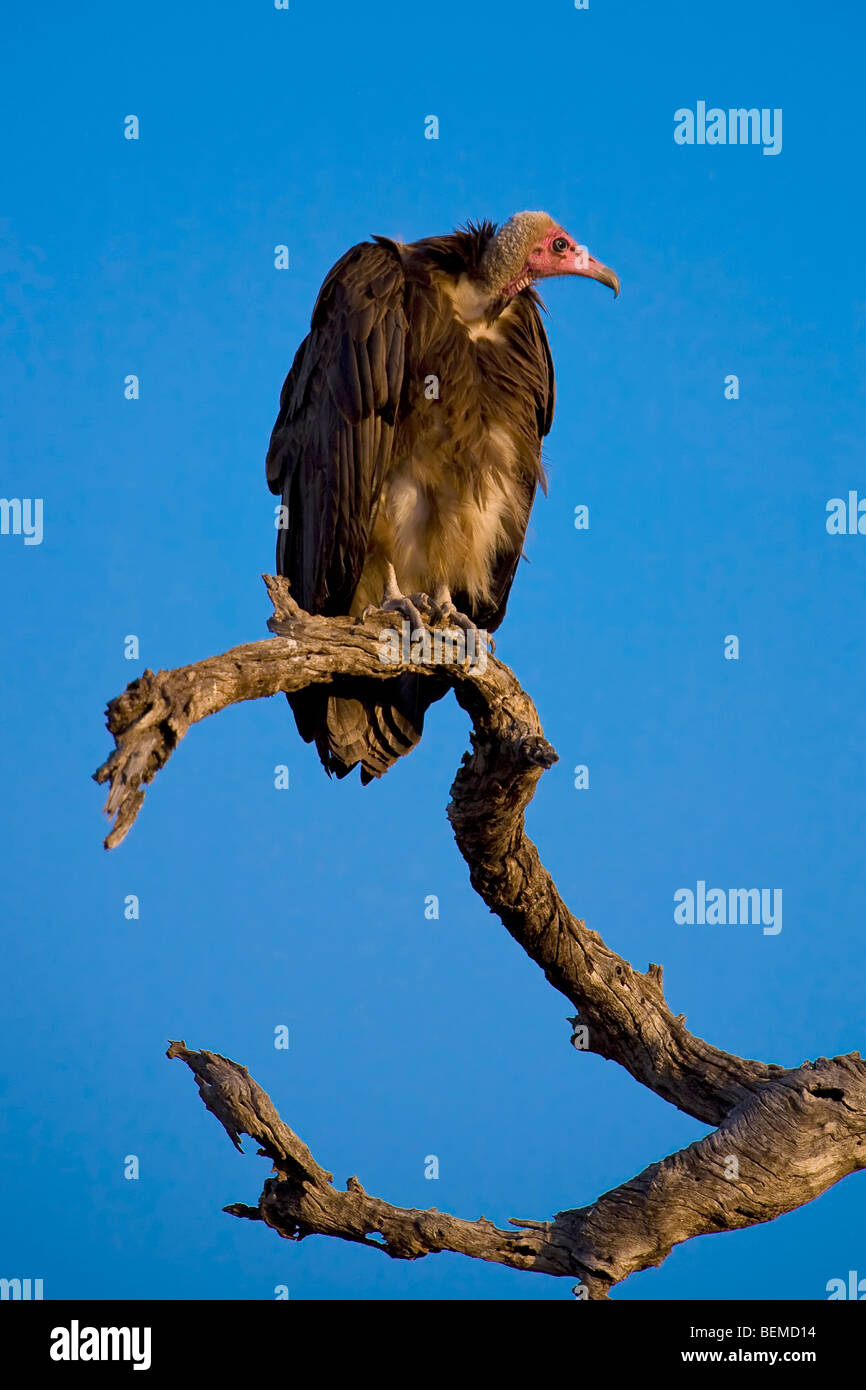 Hooded Vulture, Kruger NP Banque D'Images