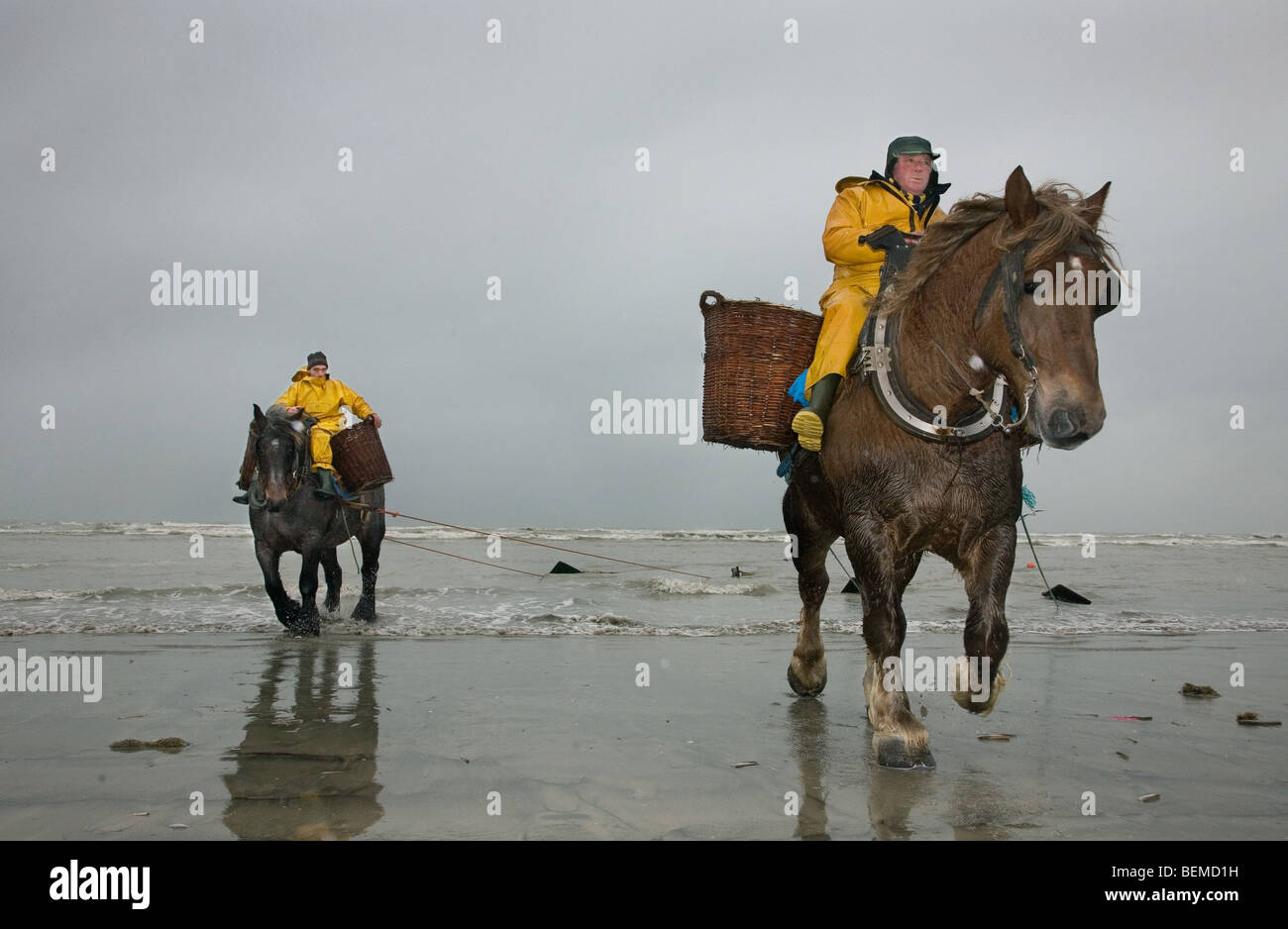 Les crevettiers et de chevaux avec des dragues la pêche des crevettes le long de la côte de la mer du Nord, Oostduinkerke, Belgique Banque D'Images