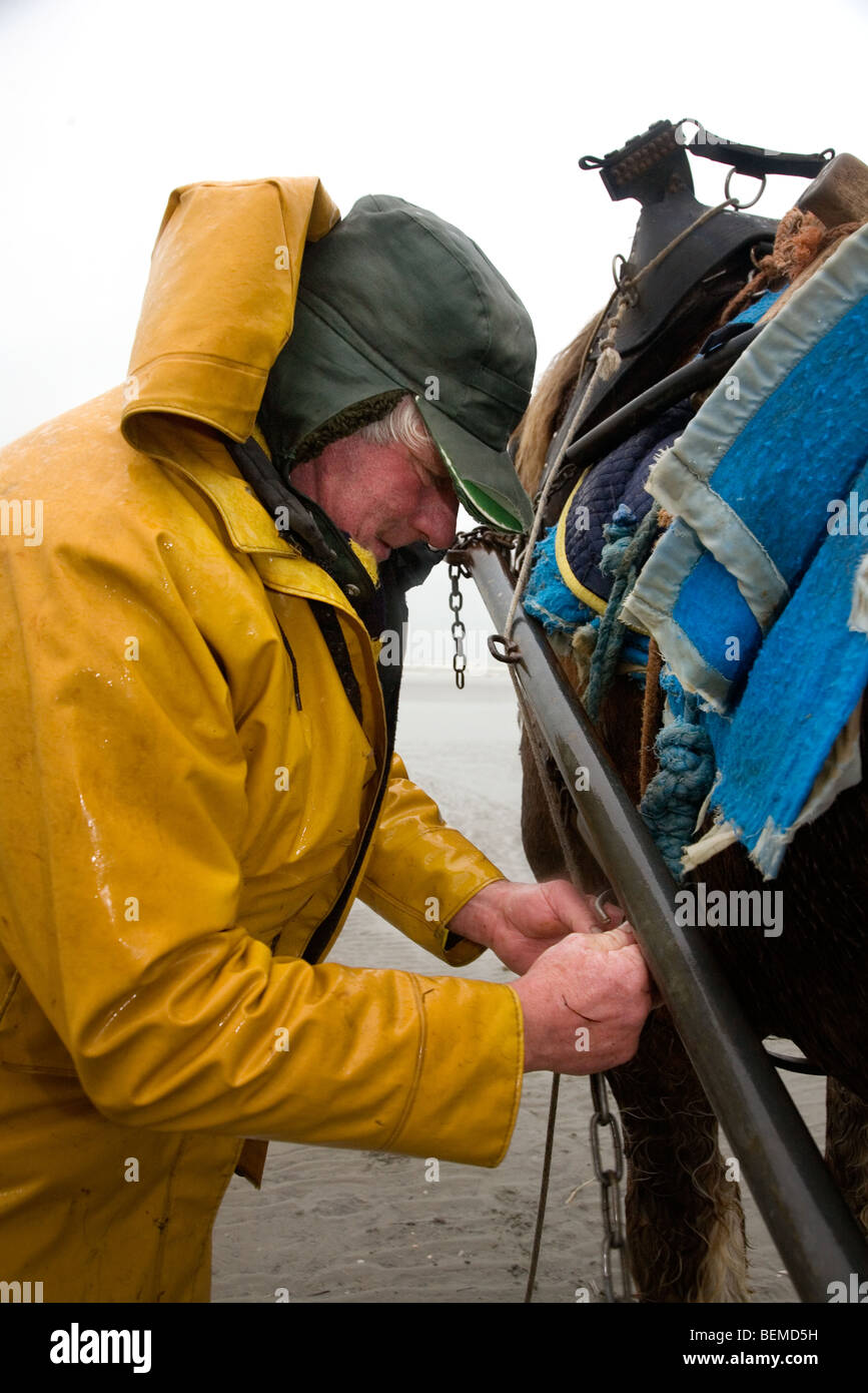 Shrimper et projet de cheval (Equus caballus) avec la pêche des crevettes filet le long de la côte de la mer du Nord, Oostduinkerke, Belgique Banque D'Images