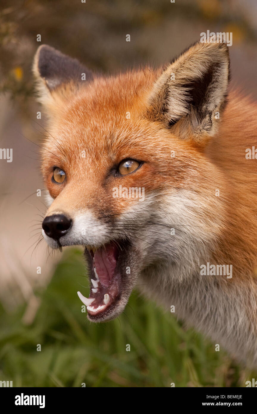 Fox Teeth Banque d'image et photos - Alamy