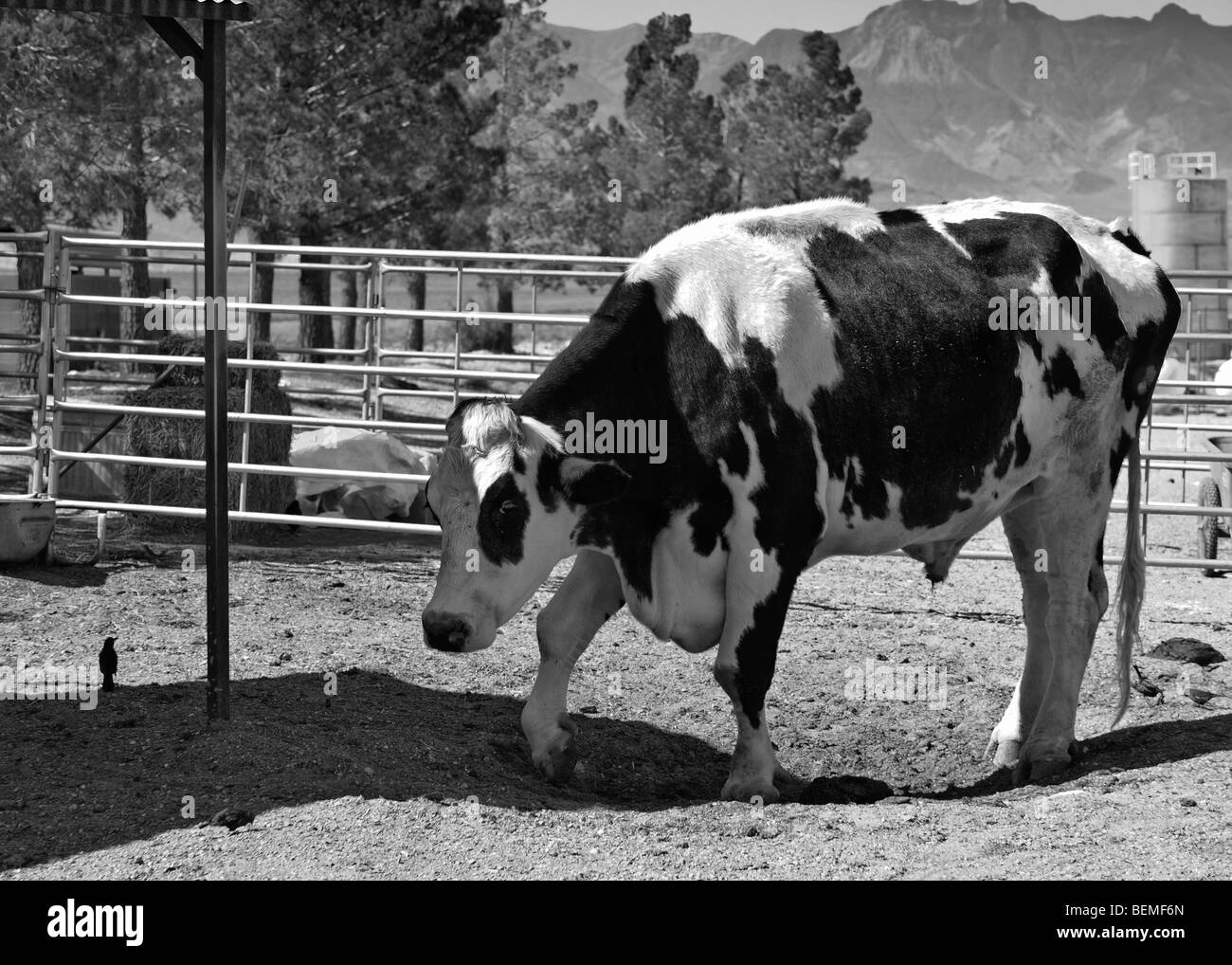 Herman, deuxième plus grande Holstein se dans le monde Banque D'Images