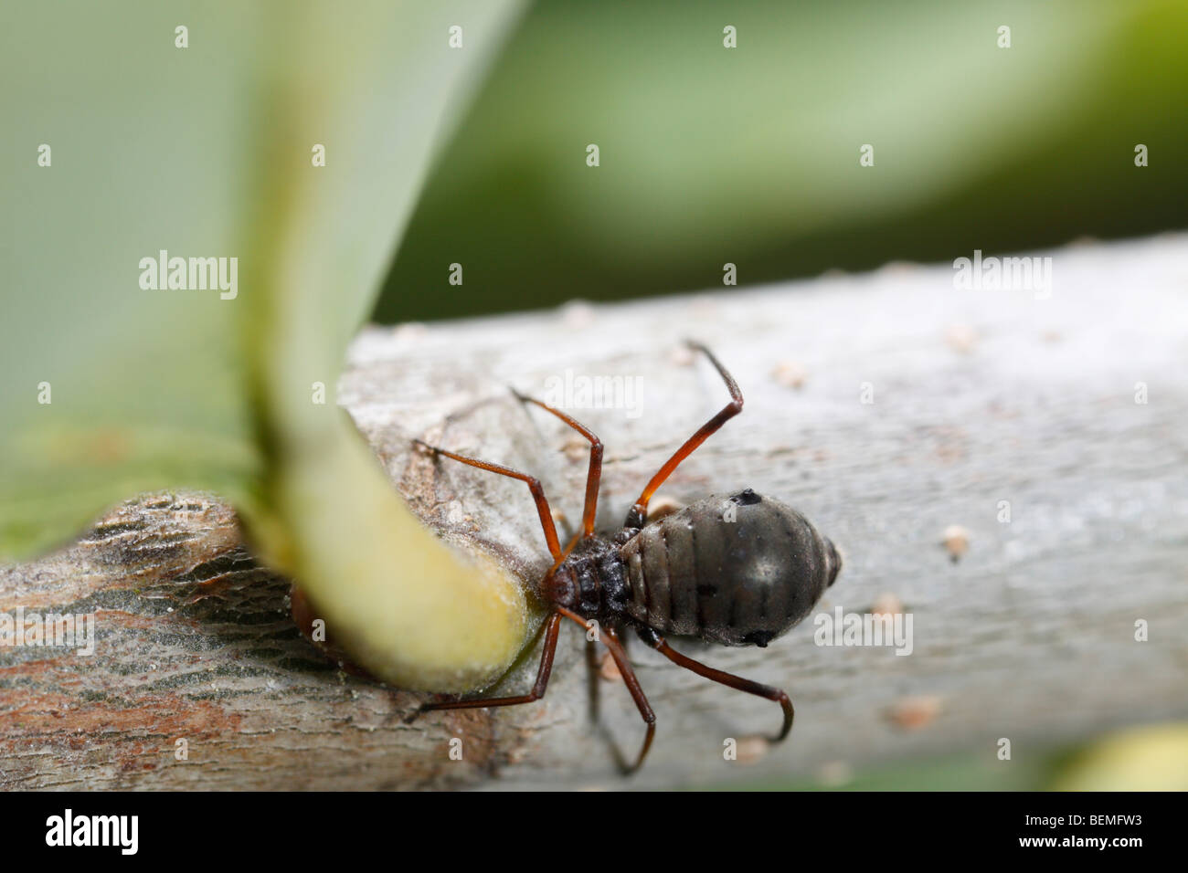 Lachnus roboris, qui alimente un puceron sur chêne. Banque D'Images