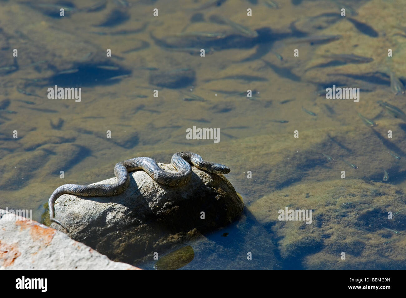 L'eau chasse viperine Snake (Natrix maura) en embuscade sur la roche à bord de la rivière à la recherche de poissons, de l'Estrémadure, Espagne Banque D'Images