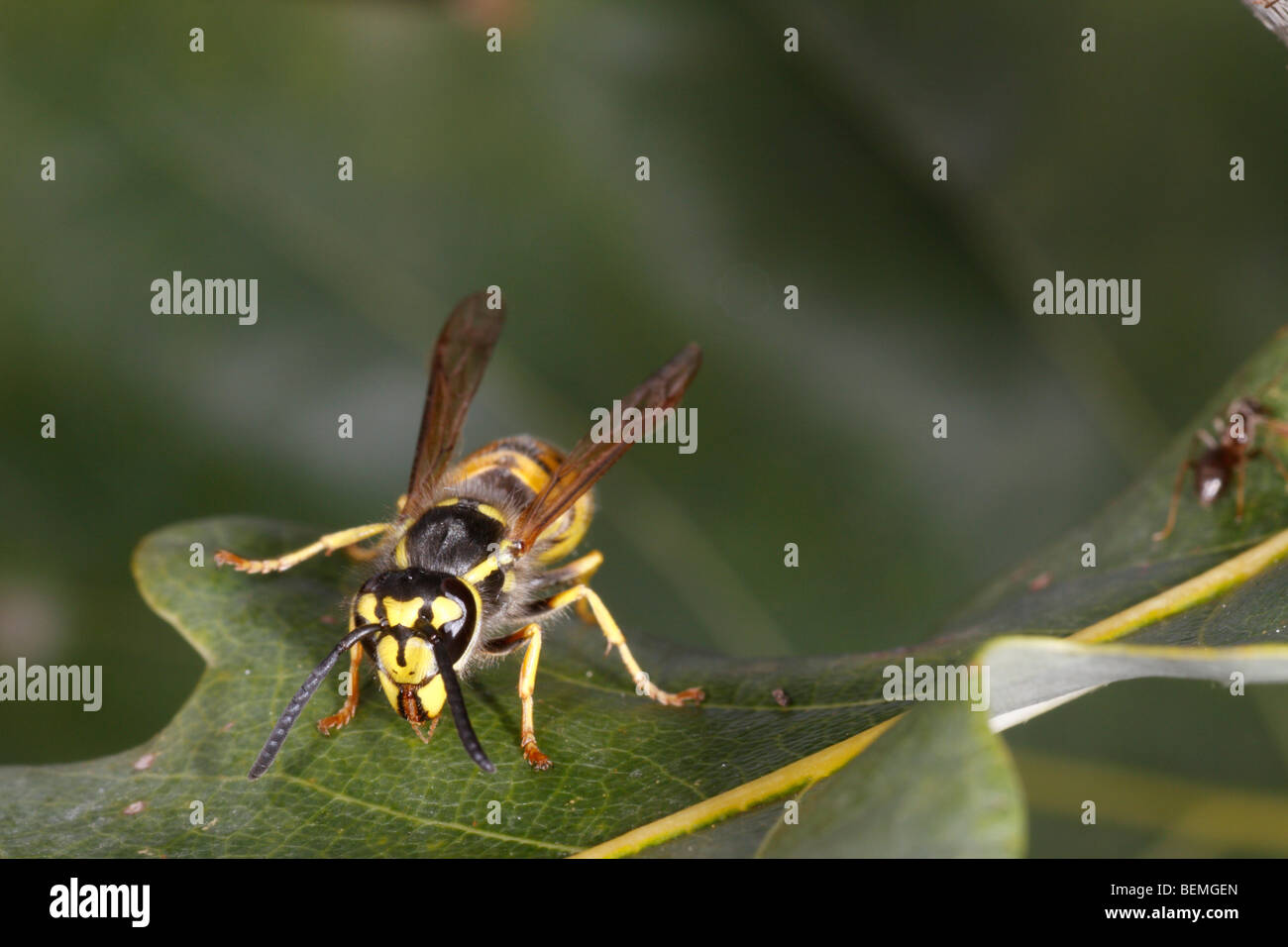 Guêpe (Vespula Vulgaris) se nourrissent de miellat qui a été éliminé par Lachnus roboris ci-dessus (c'est un puceron qui s'alimente de chêne). Banque D'Images