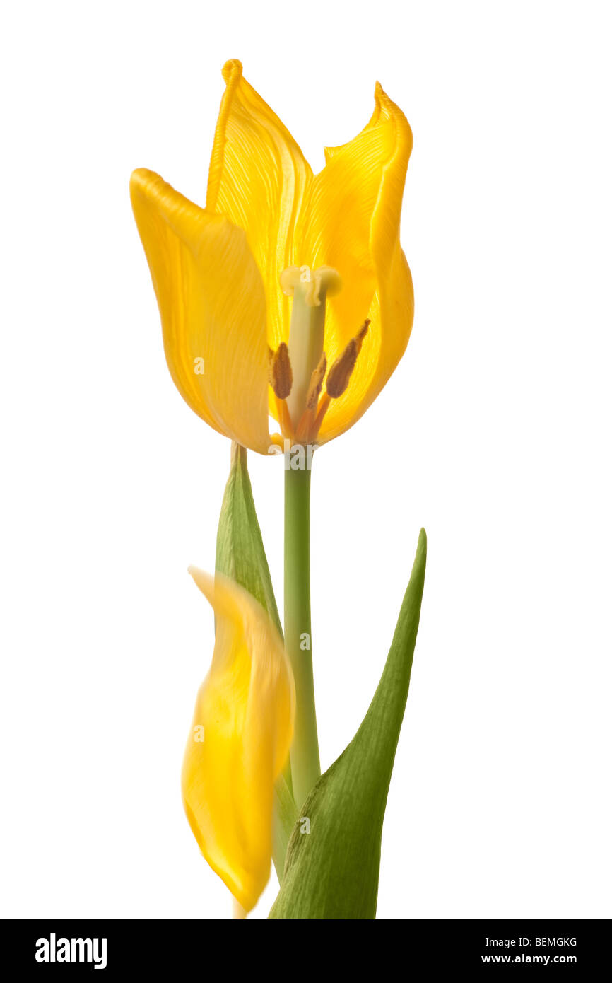 Ancienne tulipe jaune en la déposant pétales de isolé sur fond blanc Banque D'Images